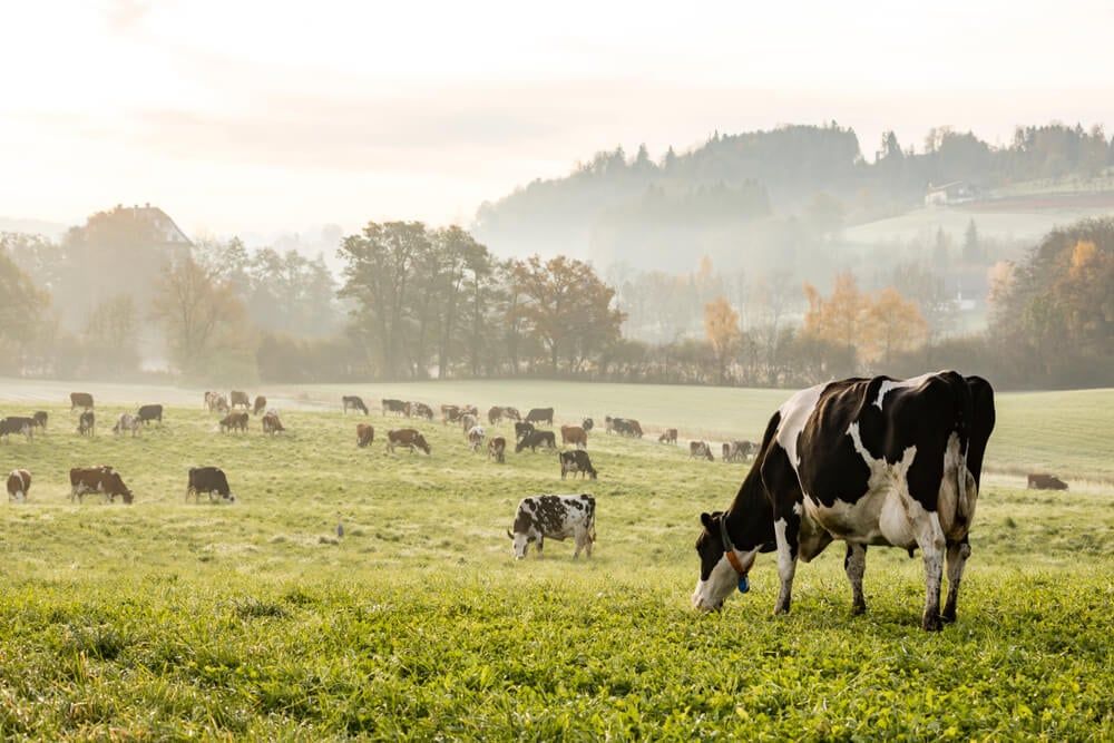 Black and Red Holstein cows grazing for breakfast on a brisk autumn morning.