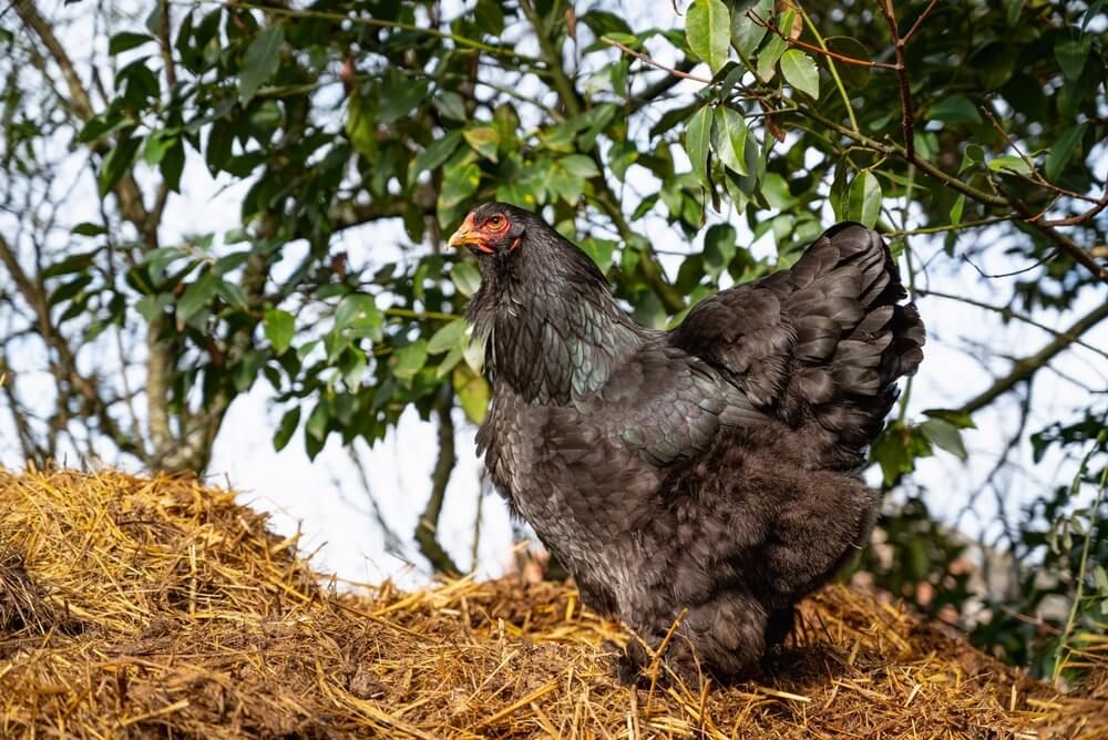 Brahma hen foraging and looking for a tasty snack.