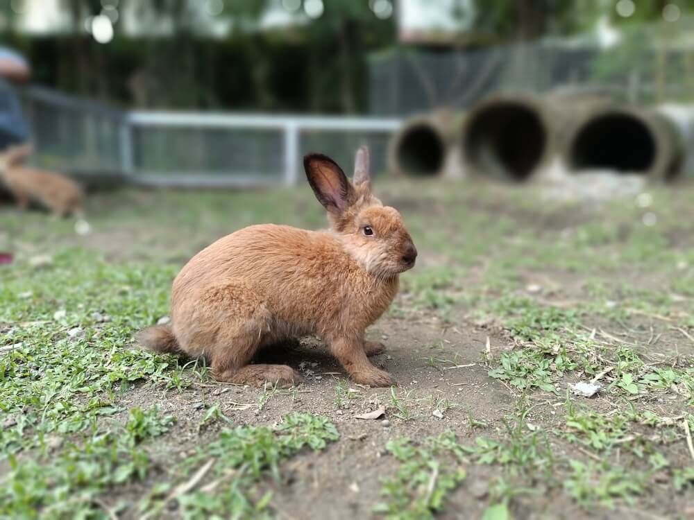Brown farmyard rabbit exploring the yard on a lovely day.