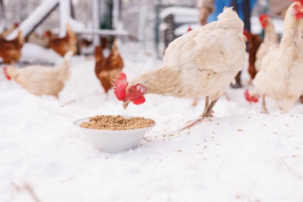 Chickens eating some extra food during the cold winter season.