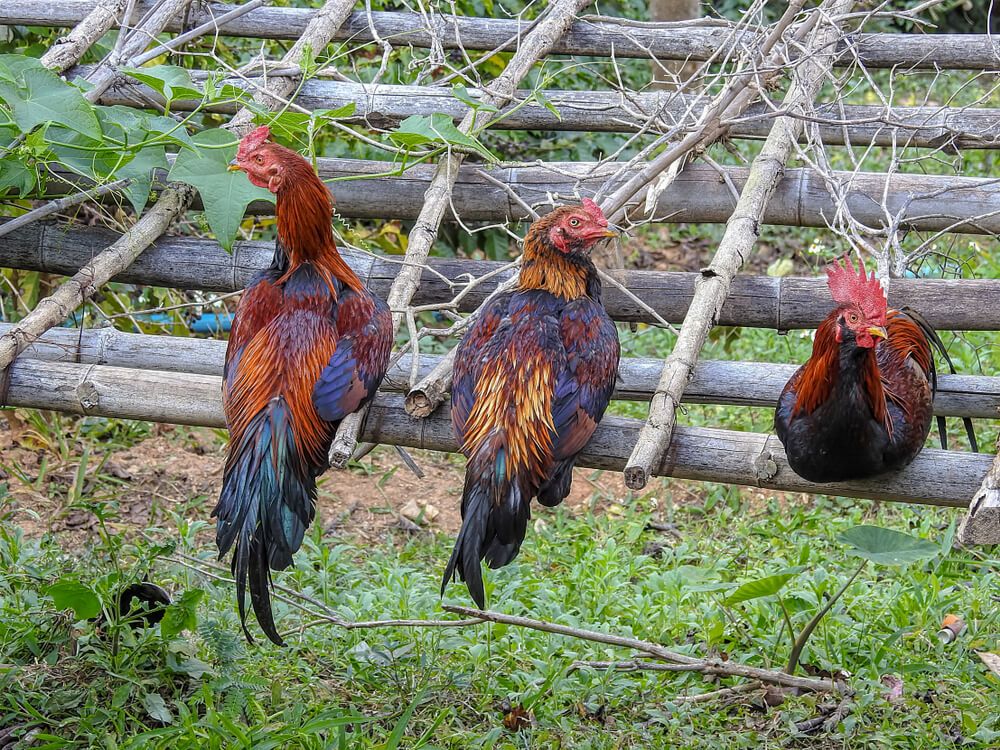 Chickens roosting on an old garden trellis.