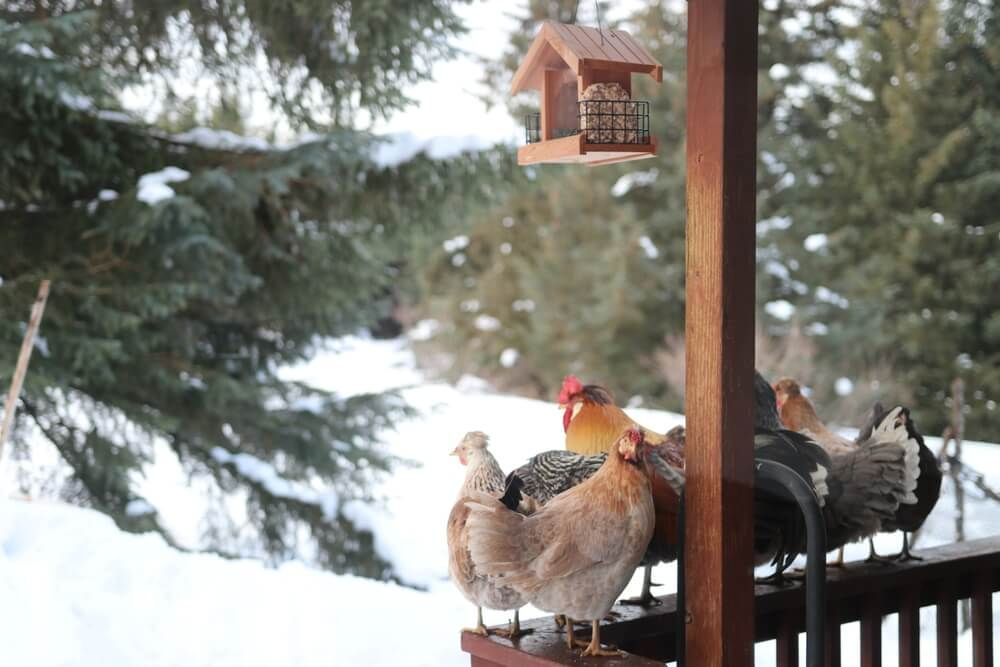 Chickens roosting on the front porch in winter.