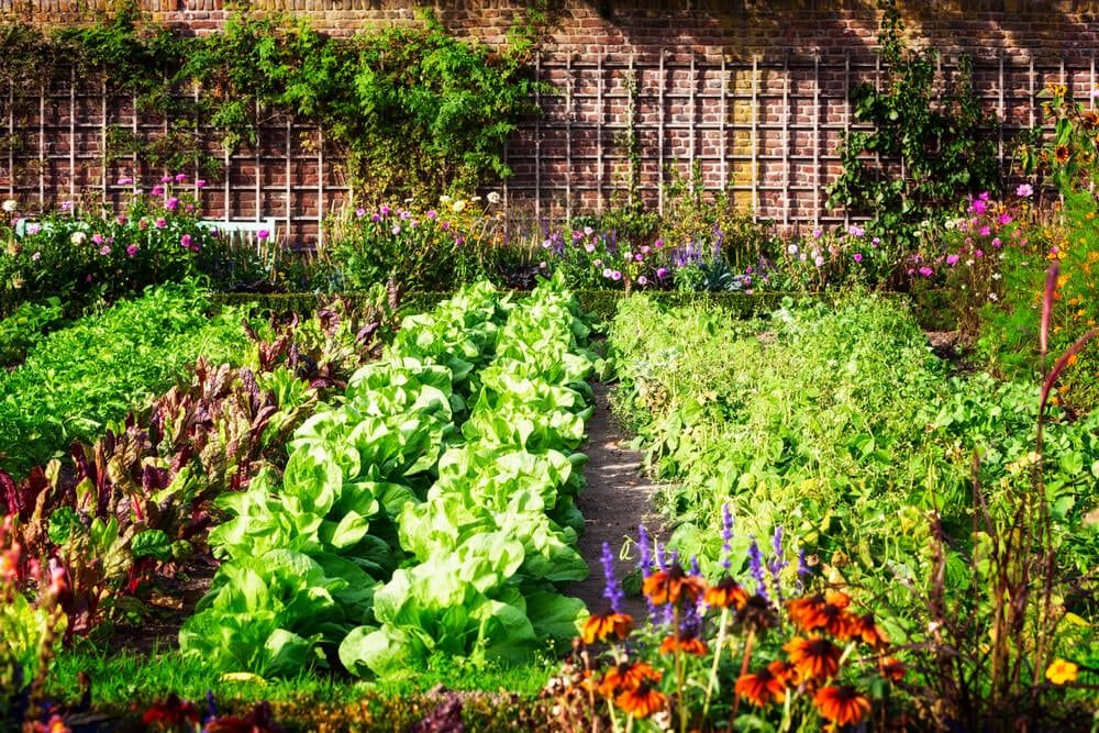 Colorful garden stuffed with fresh and healthy veggies.