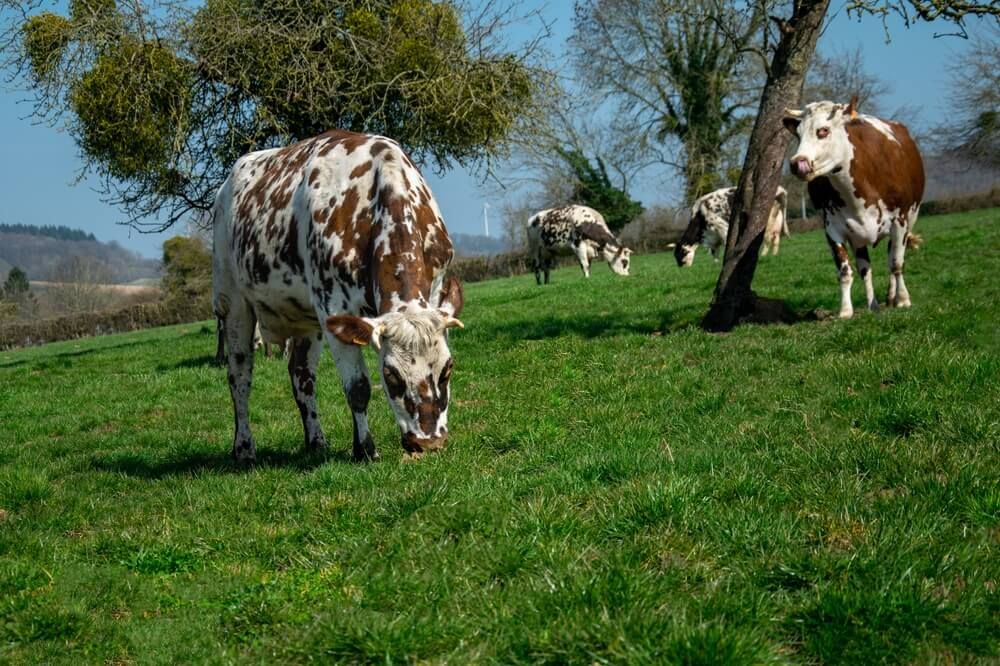 Colorful Normande cows foraging in the grass on a lovely sunny day.
