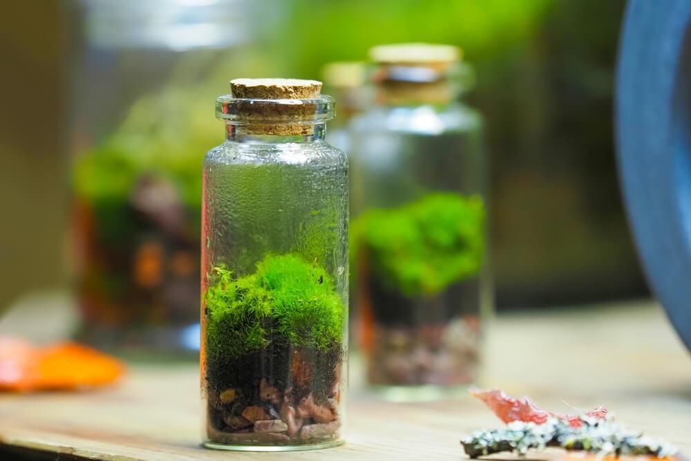 Corked glass terrarium with bright green moss growing within.