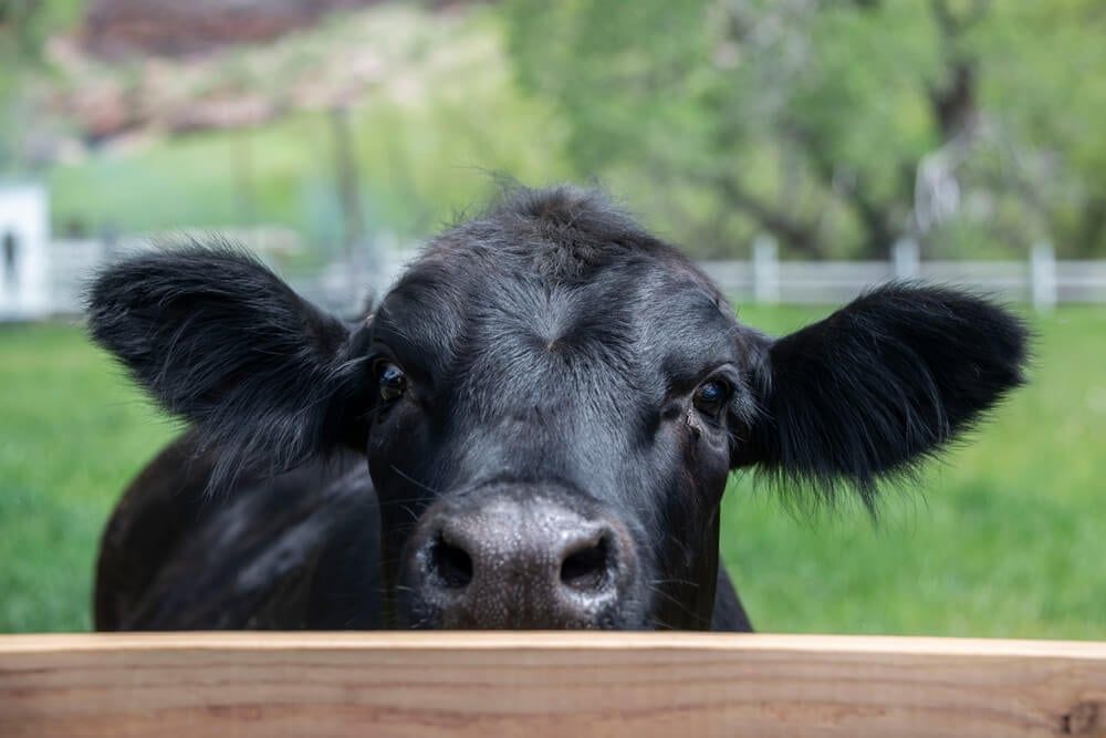 Cute Black Angus cow peeking over the farmyard fence.