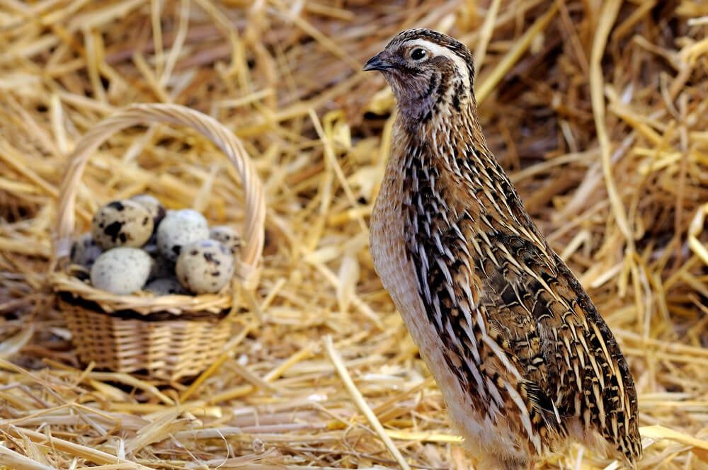 Cute Chinese quail and a delicious basket stuffed with eggs.