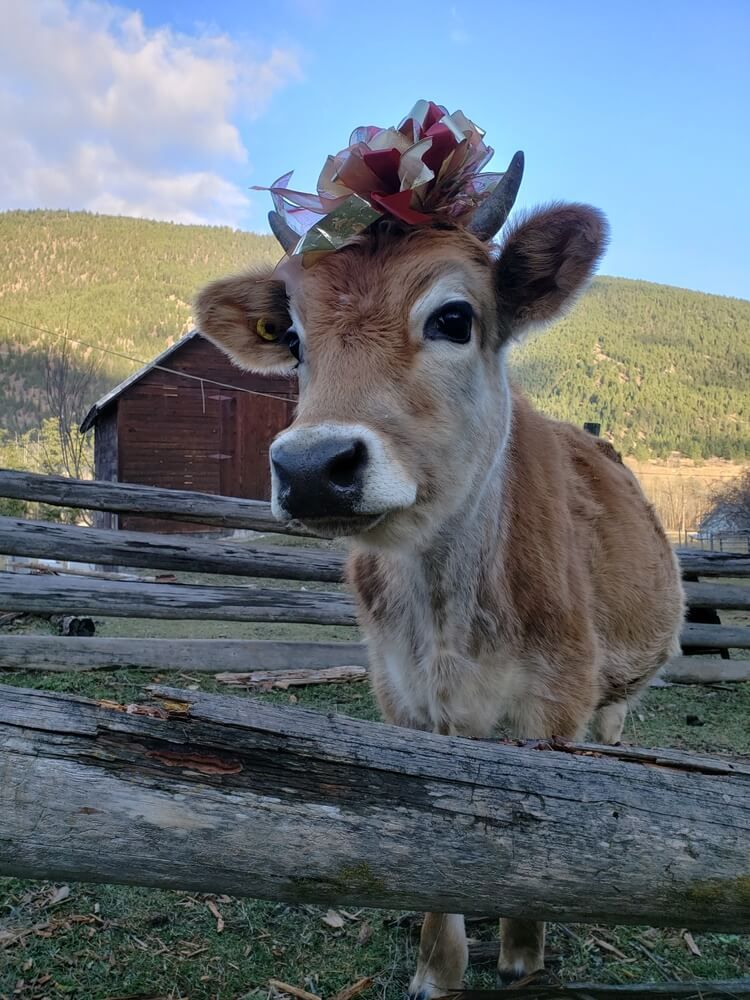 Cute Jersey cow wearing a lovely festive bow.