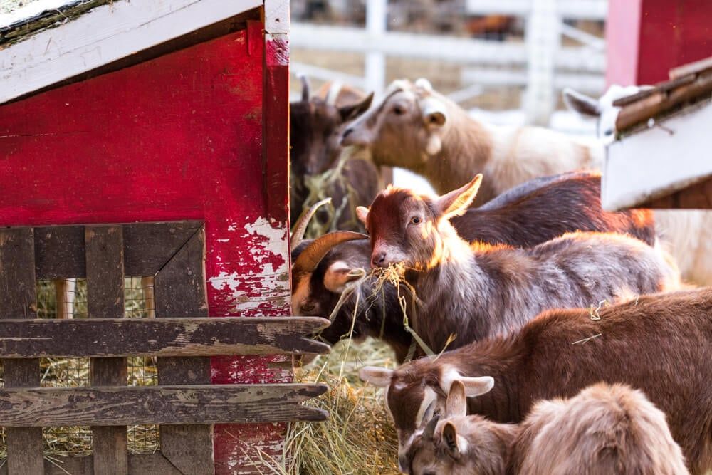 Cute Nigerian Dwarf Goats eating a big hay breakfast.
