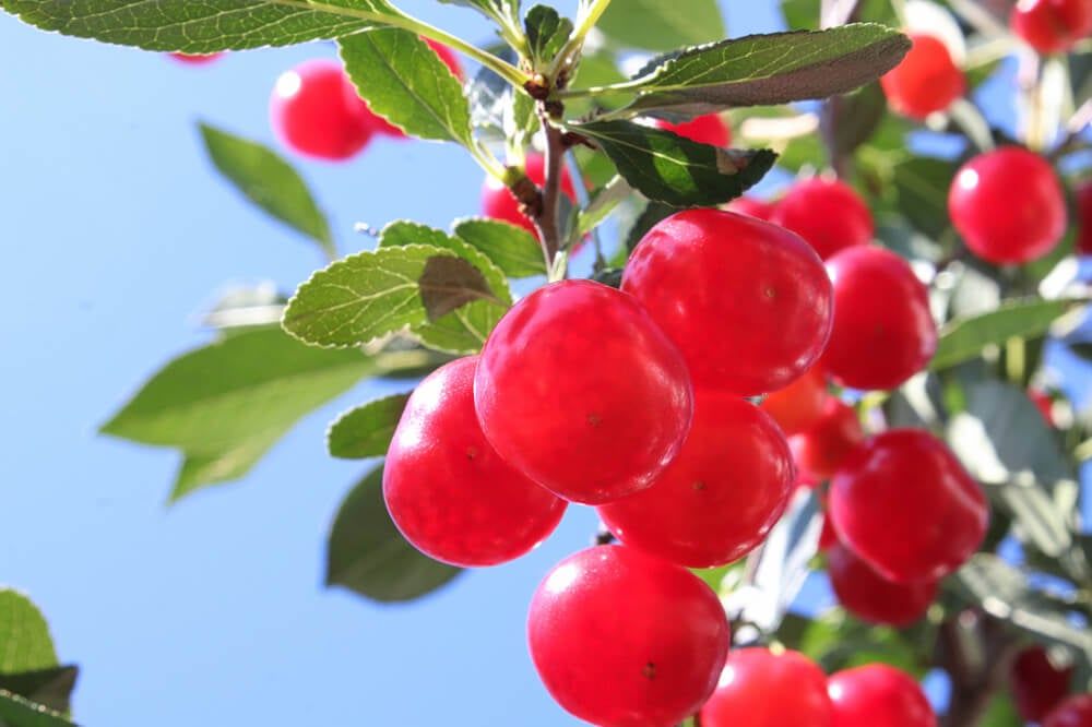 Delicious and bright red Juliet cherries growing on the tree.