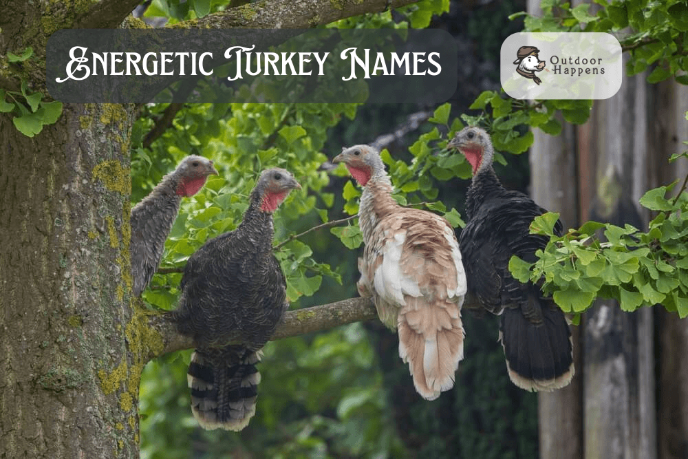 Energetic turkey names.