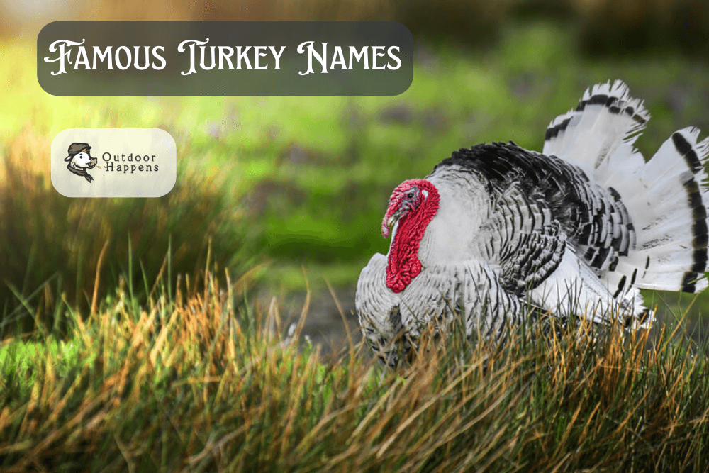 Famous turkey names.
