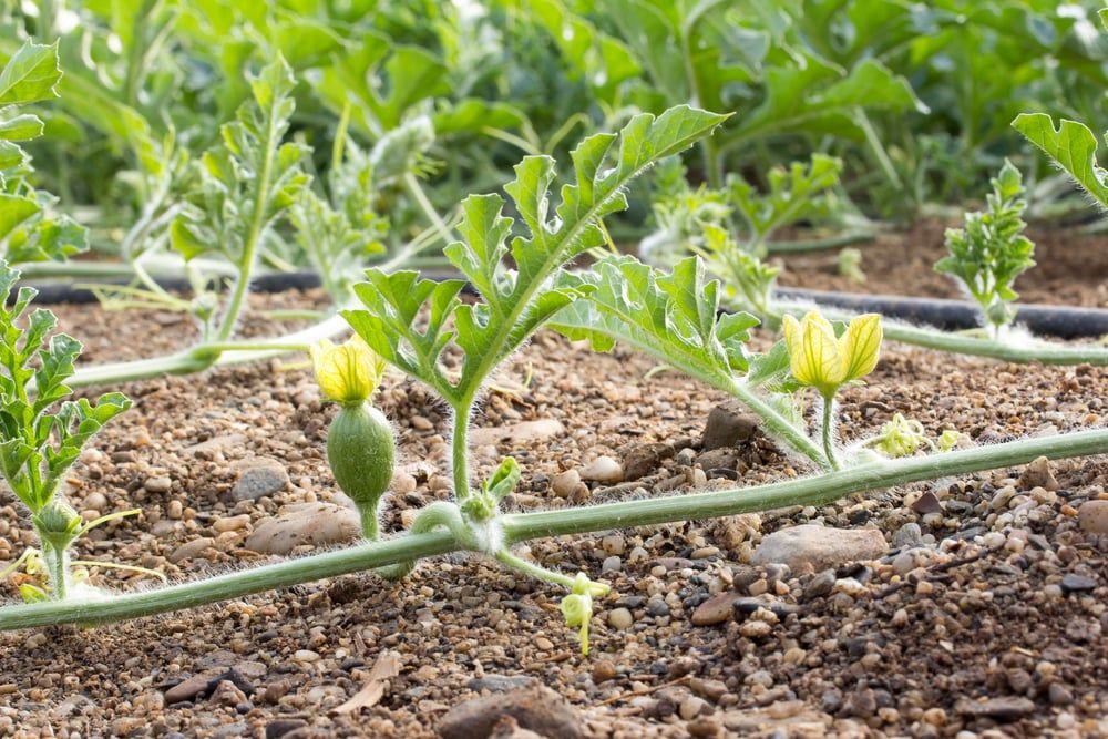 female and male watermelon flower in spring in a greenhouse with sanded soil