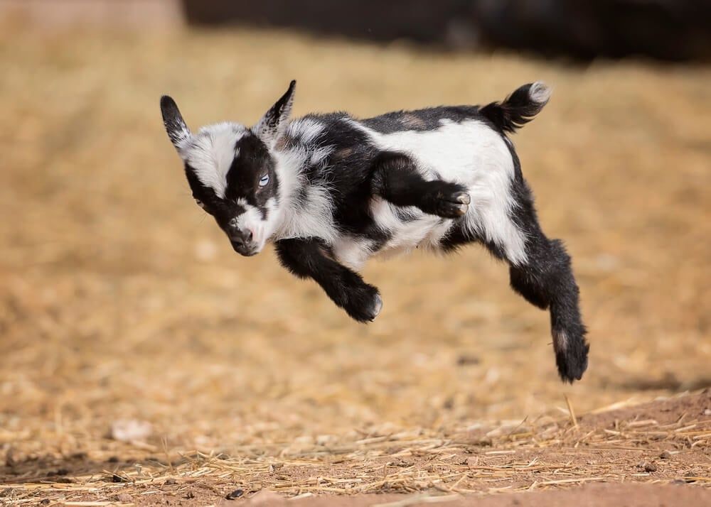 Funny Nigerian Dwarf Goat leaping through the air.