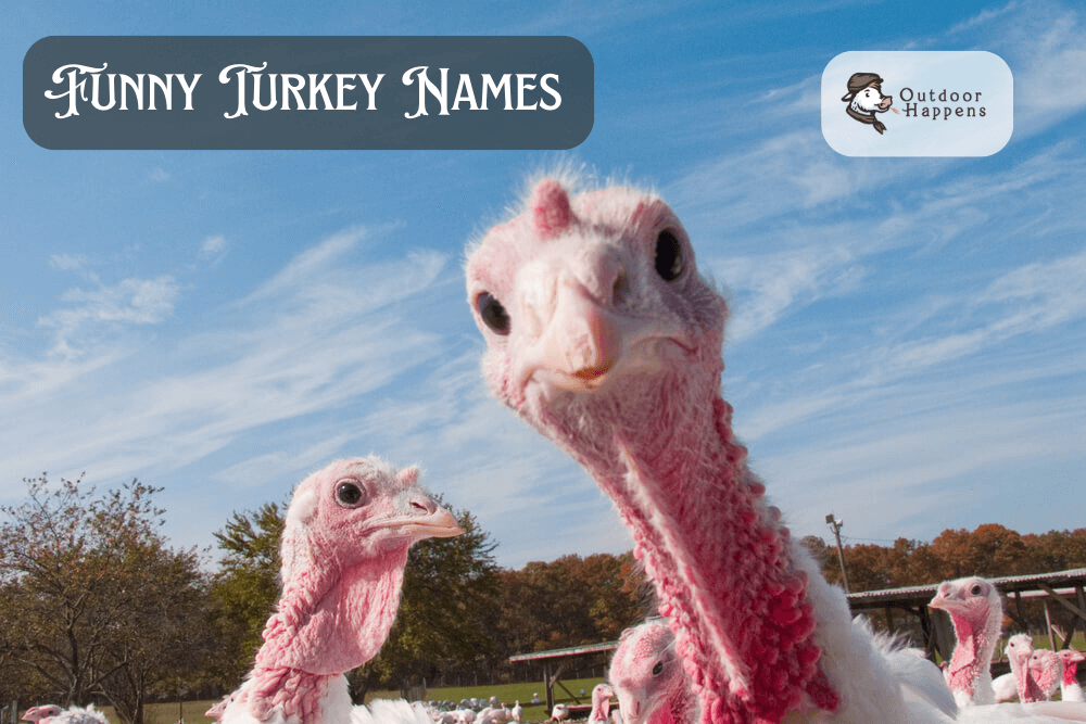 Funny turkey names.