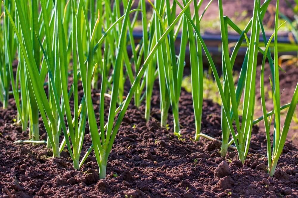 Green scallion onions growing and thriving in the garden.