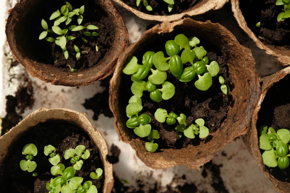 Growing healthy microgreens in small peat cups.