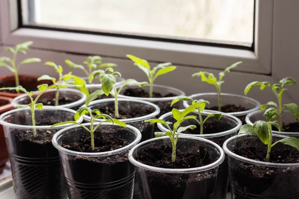 Growing many green seedlings inside near the windowsill.