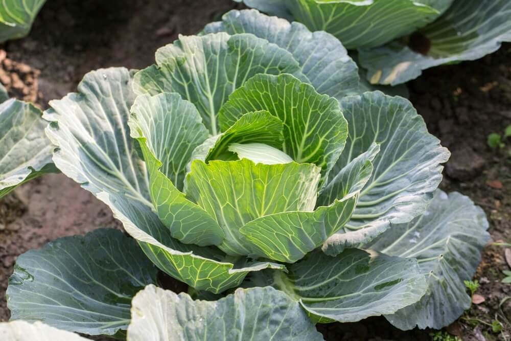 Growing some thick and plump cabbage in the garden.