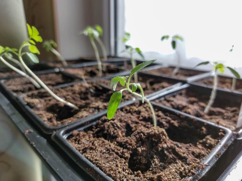 Growing tomato seedlings in seed trays on a bright windowsill.