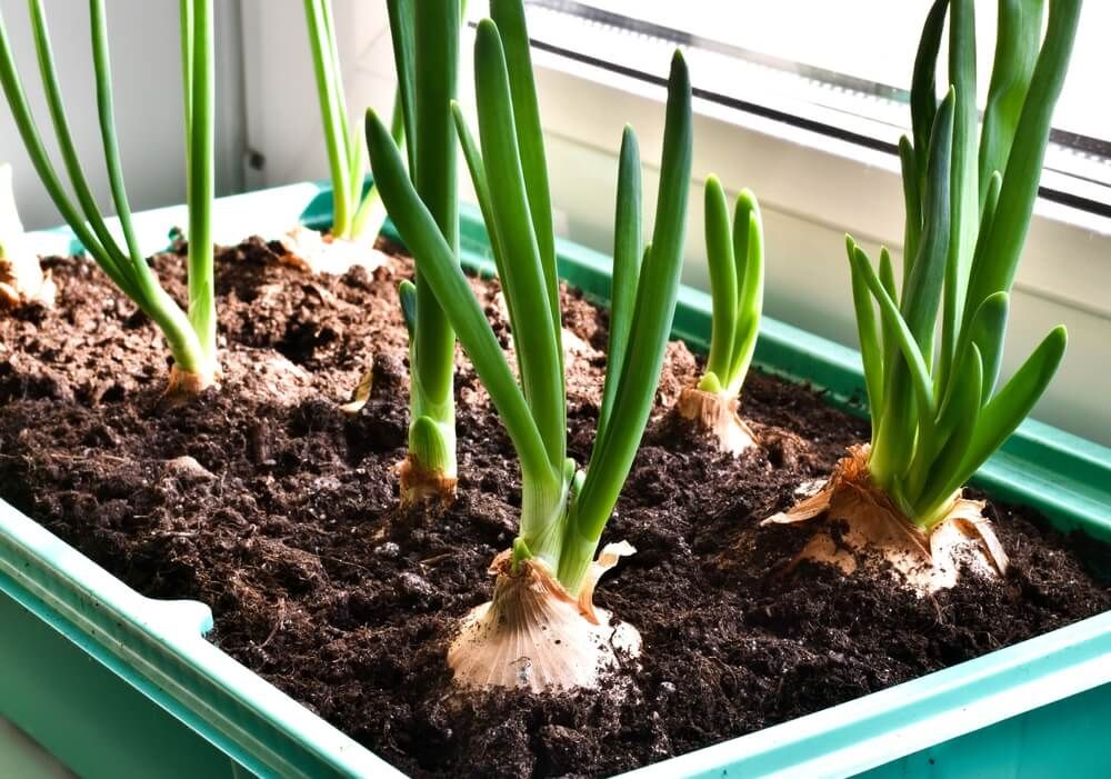 Growing yummy onions on the kitchen counter in containers.