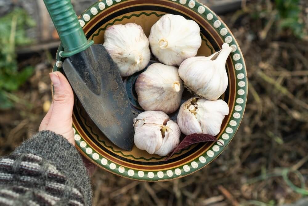 Harvesting large garlic heads fresh from the garden.