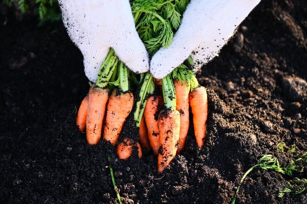 Harvesting plump and fresh carrots from the backyard vegetable garden.