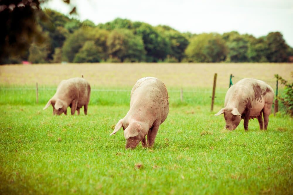 Healthy farm pigs foraging and grazing in the grassy pasture.