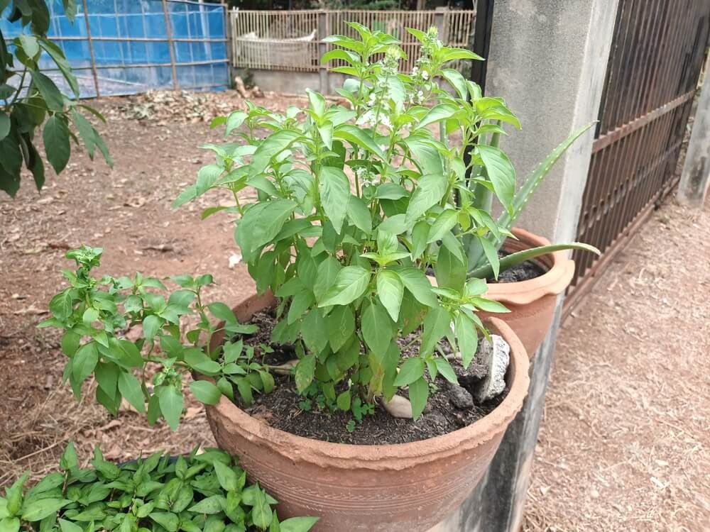 Healthy green lemon basil plant growing in a huge terracotta pot.