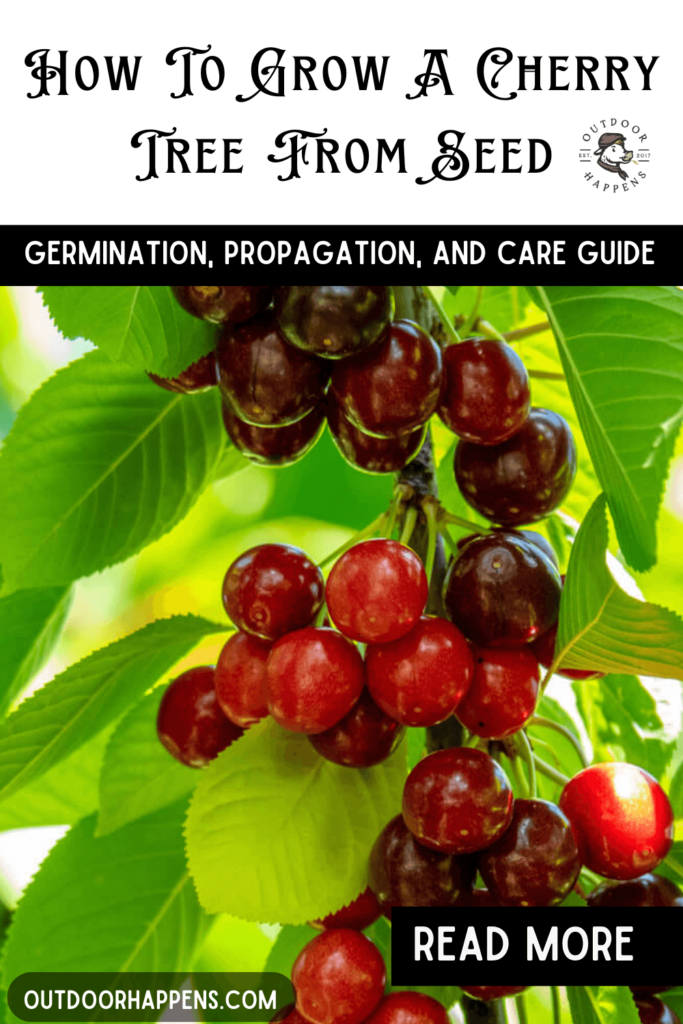 How to grow a cherry tree from seed! Germination, propagation, and care guide.