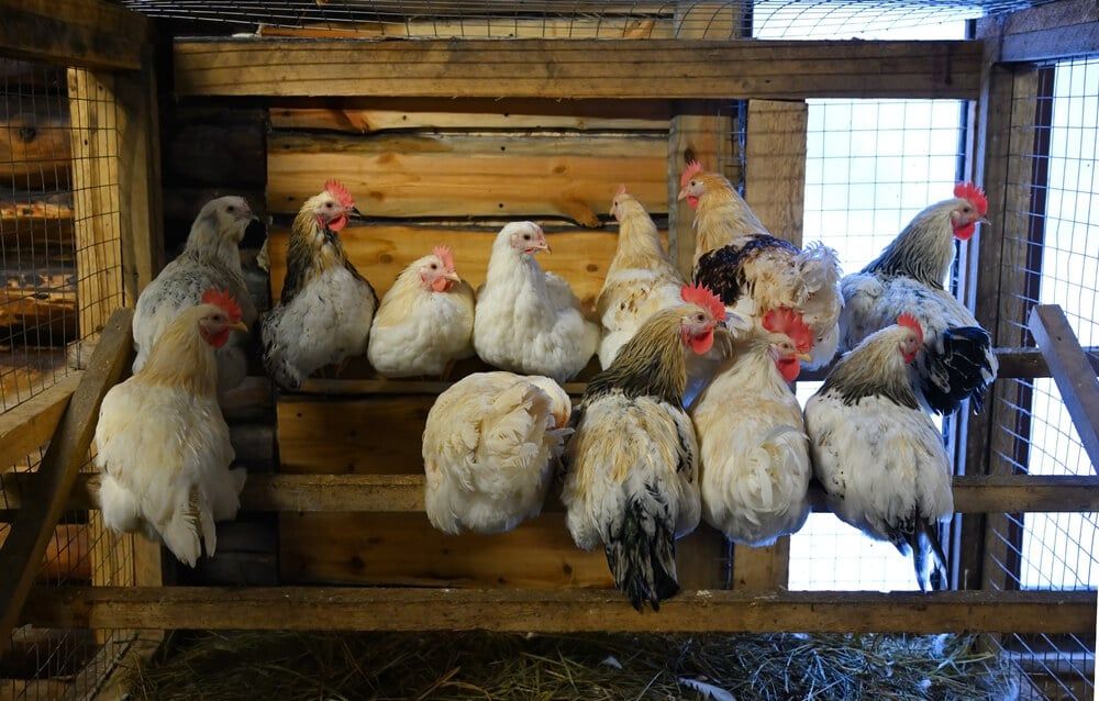 Hungry chickens perching on a wooden ladder roost.