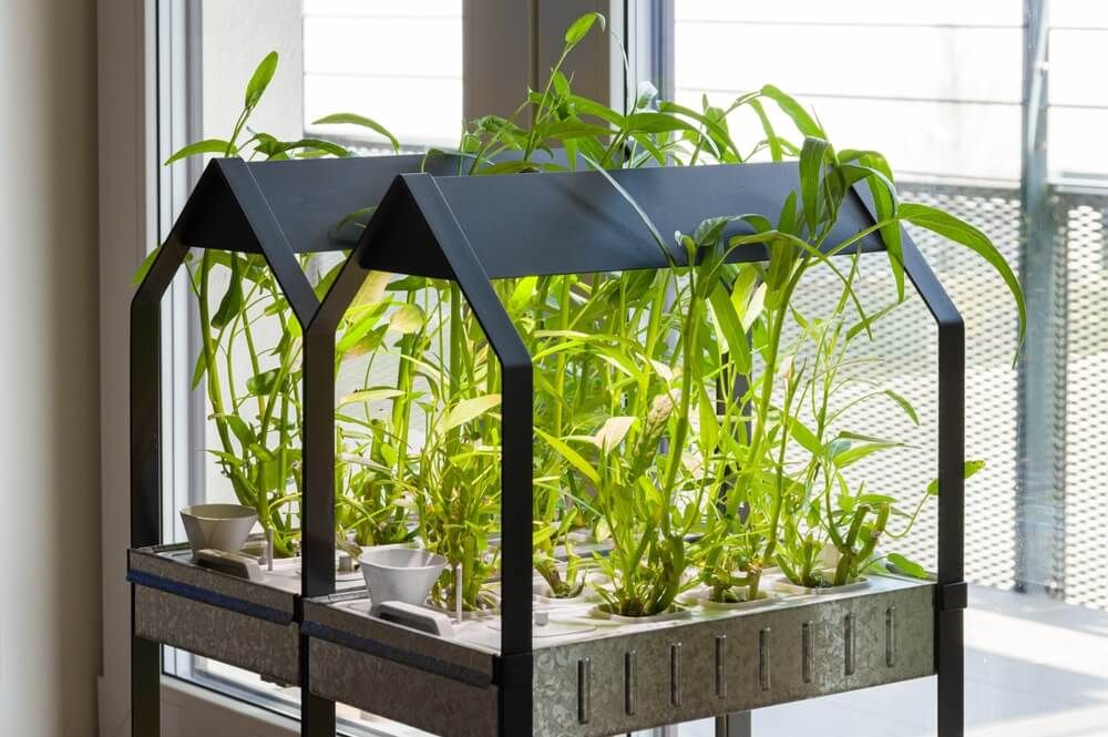 Hydroponic farm growing indoors next to a bright sunny window.