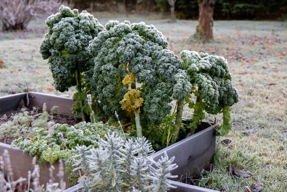 Kale growing with frost in the late autumn garden.