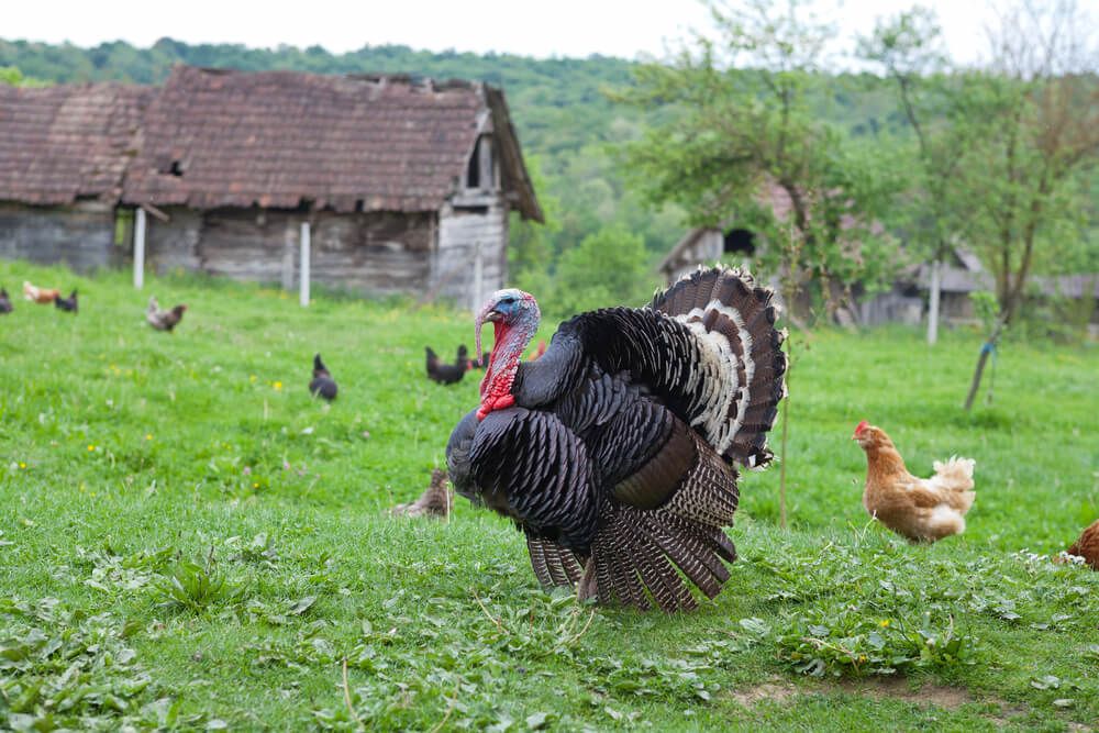 Large black turkey exploring the countryside with poultry friends.