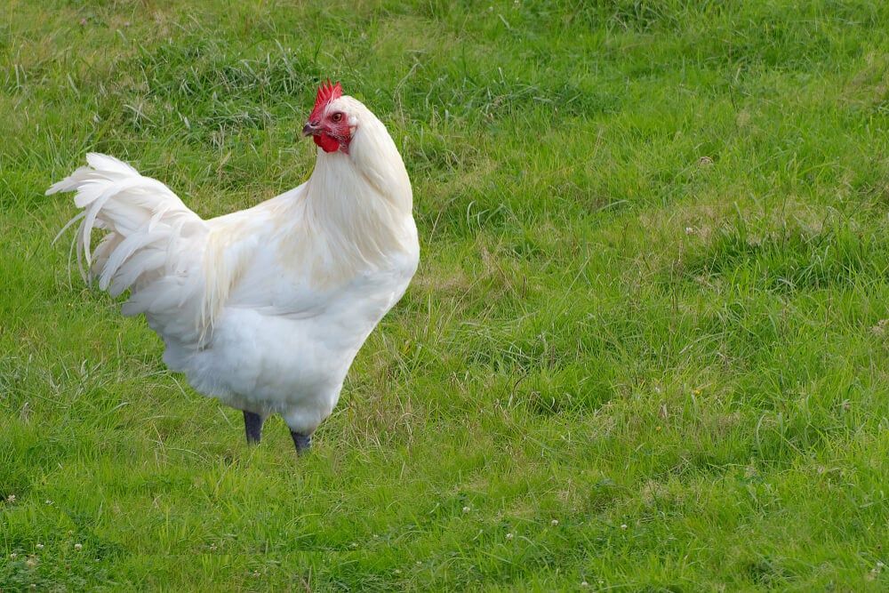 Legendary Bresse chicken exploring in a bright green meadow.