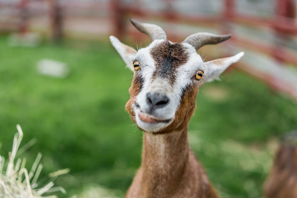 Lovely goat making funny faces while playing in a field.