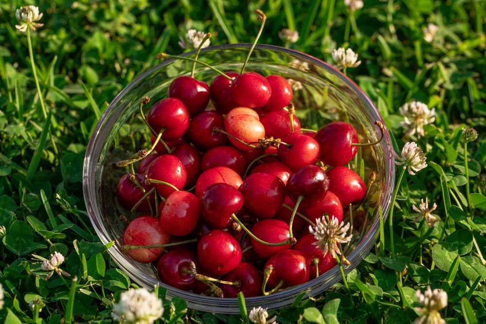 Lovely Montmorency cherries in a bowl surrounded by grass.