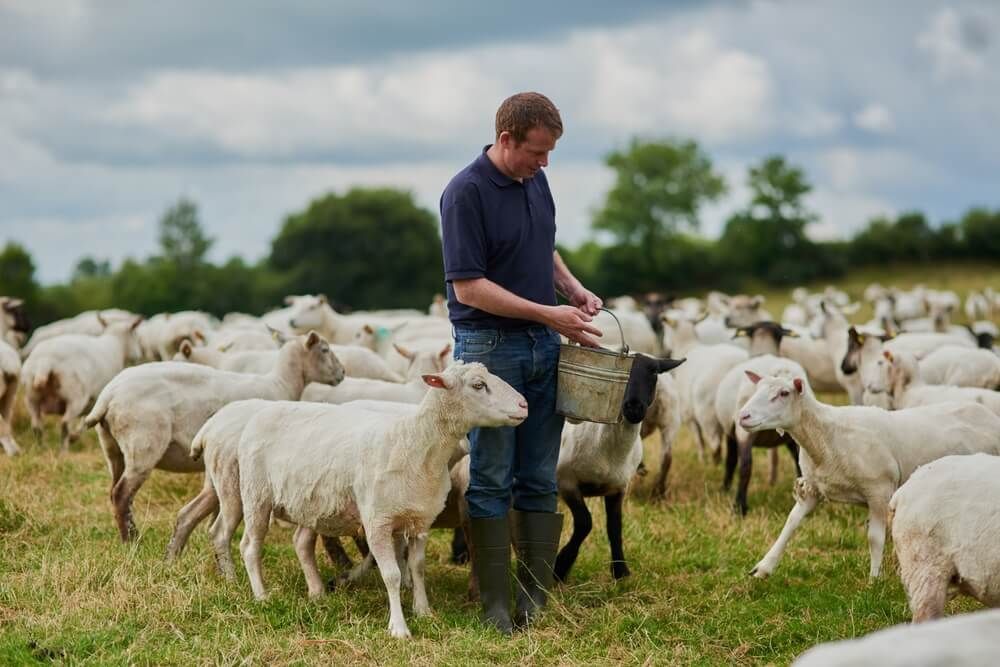 Lovley farmyard sheep and farmer in a countryside meadow.