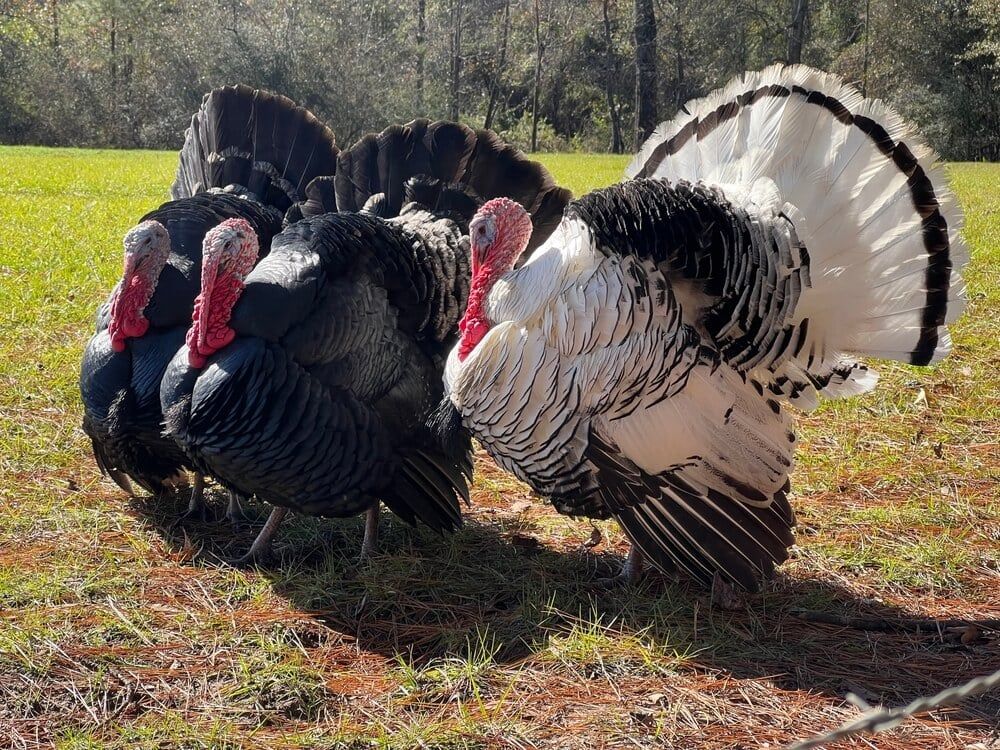 Massive turkeys lounging and foraging in the backyard pasture.