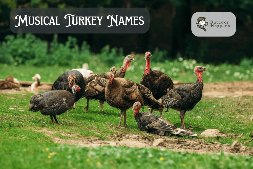 Musical turkey names.