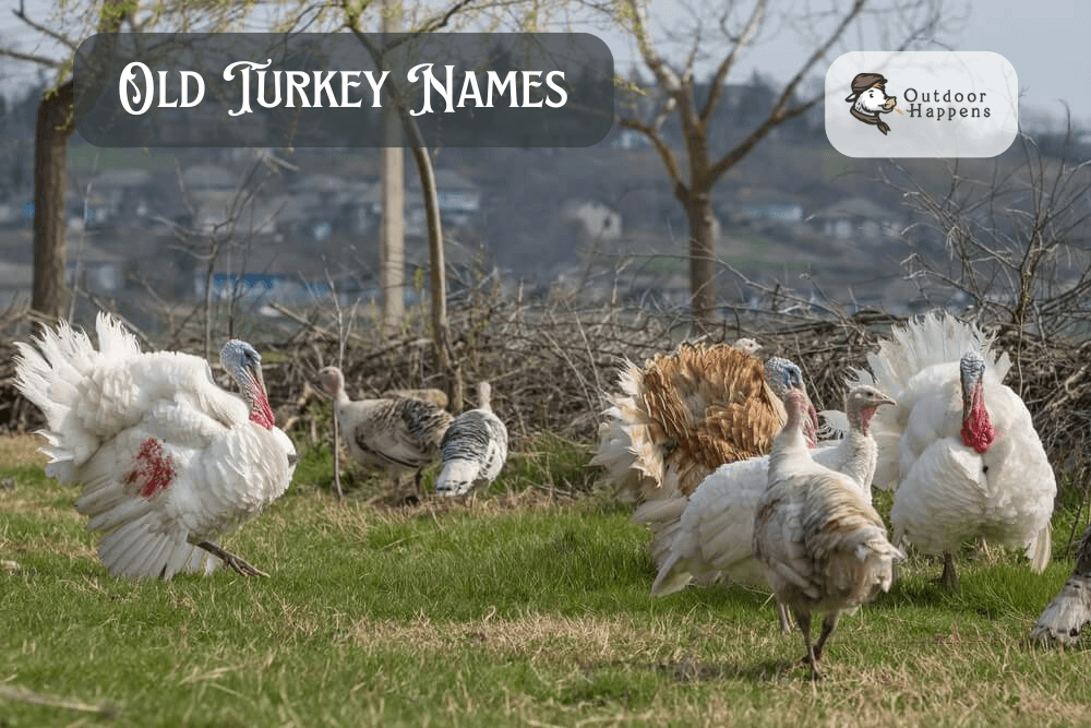 Old turkey names.