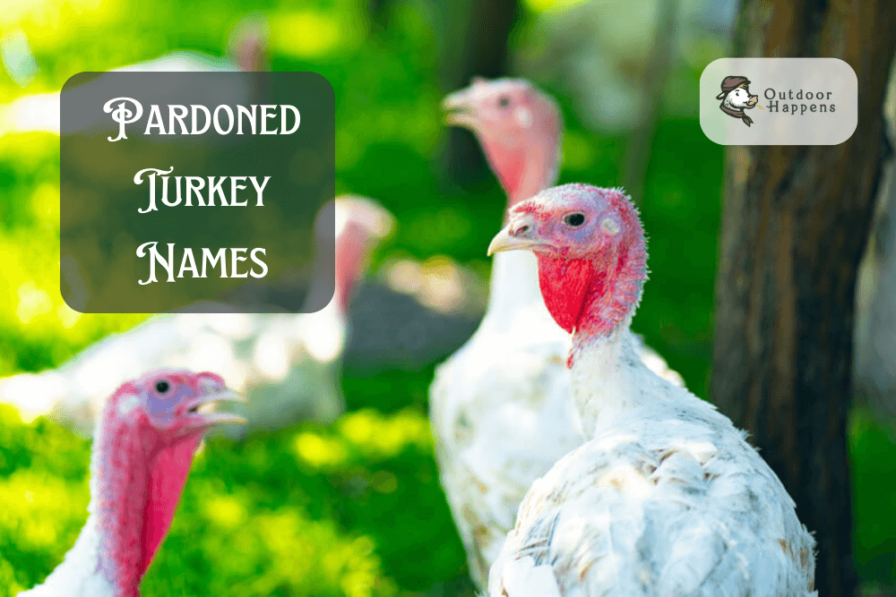Pardoned turkey names.