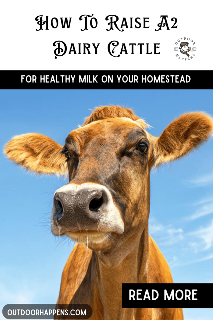 Raising A2 cattle for healthier milk.