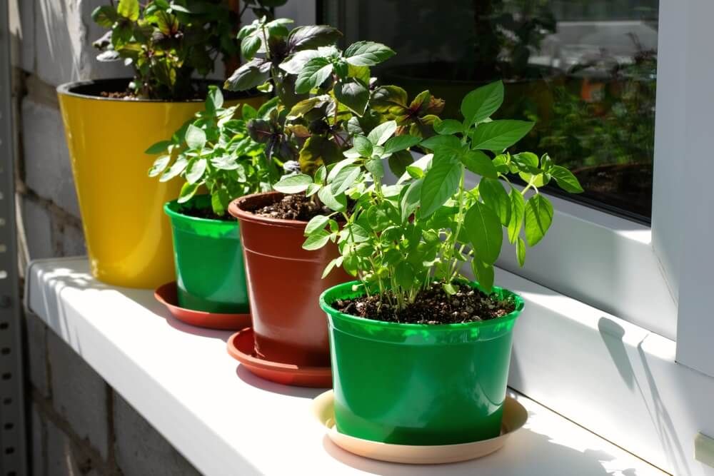Several basil plants in pots growing on a bright sunny windowsill.