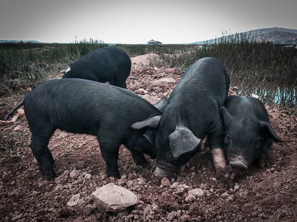 Several black pigs foraging for lunch in a field.