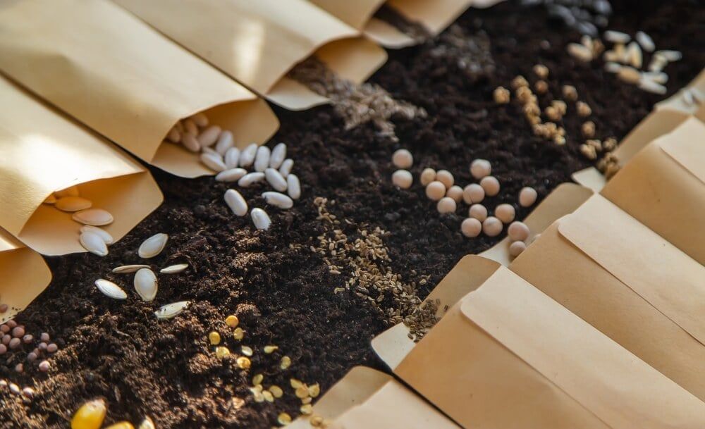 Several envelopes stuffed with fresh seeds for indoor germination.