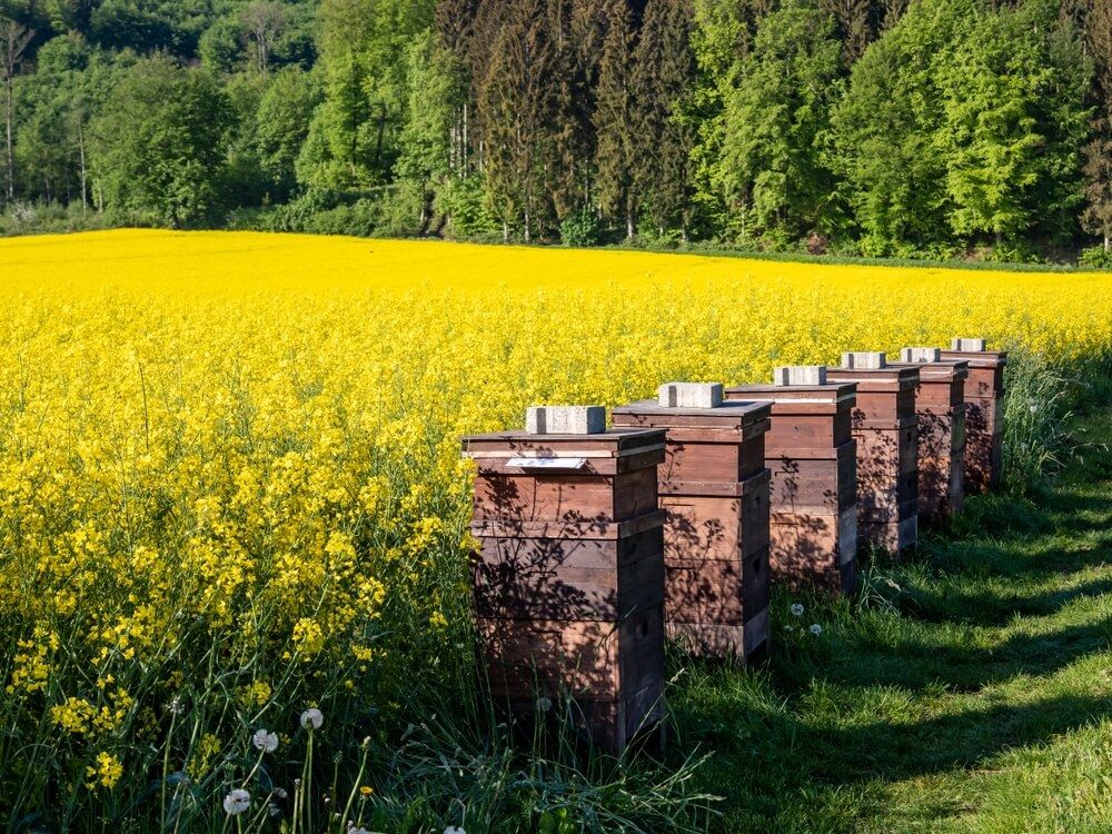 Six wooden beehives directly adjacent to a large canola field.