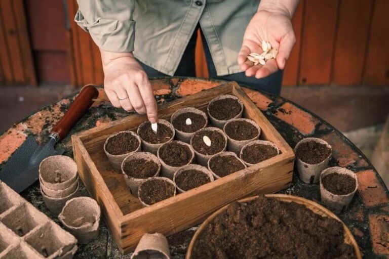 How To Start Seeds Indoors Without Grow Lights | Veggies, Flowers, Herbs!