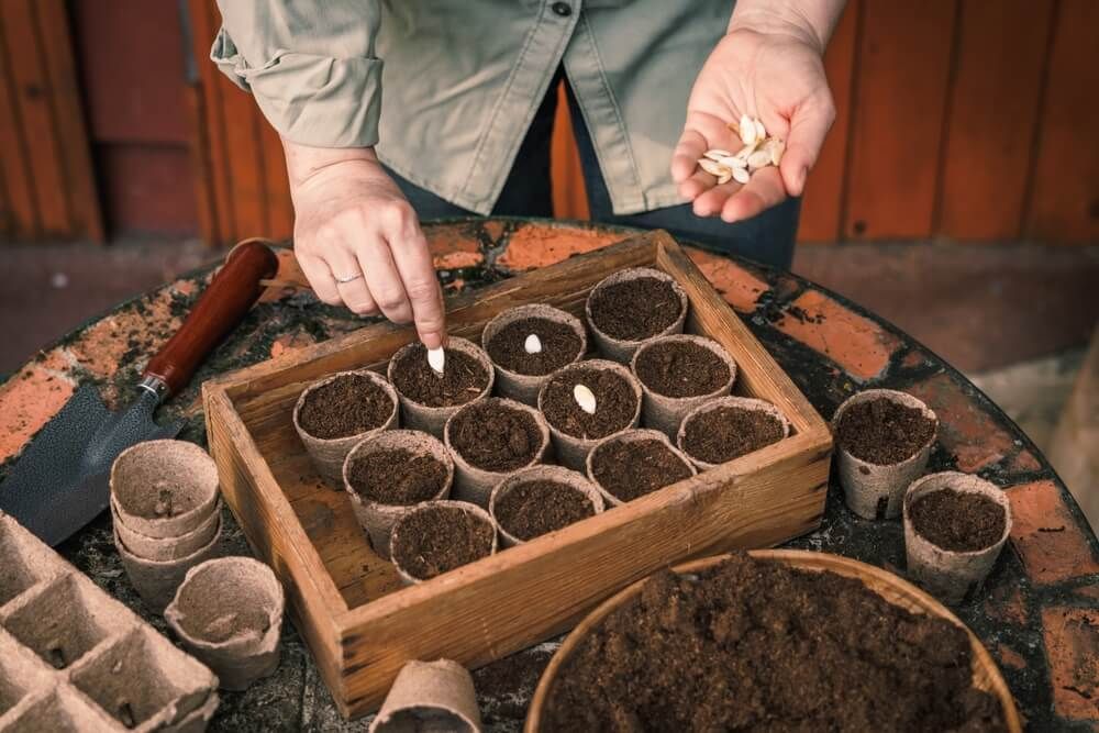 Sowing plump pumpkin seeds into biodegradable peat pots.