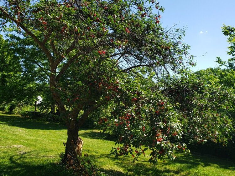 Sweet Bing cherry tree growing on a bright sunny day.
